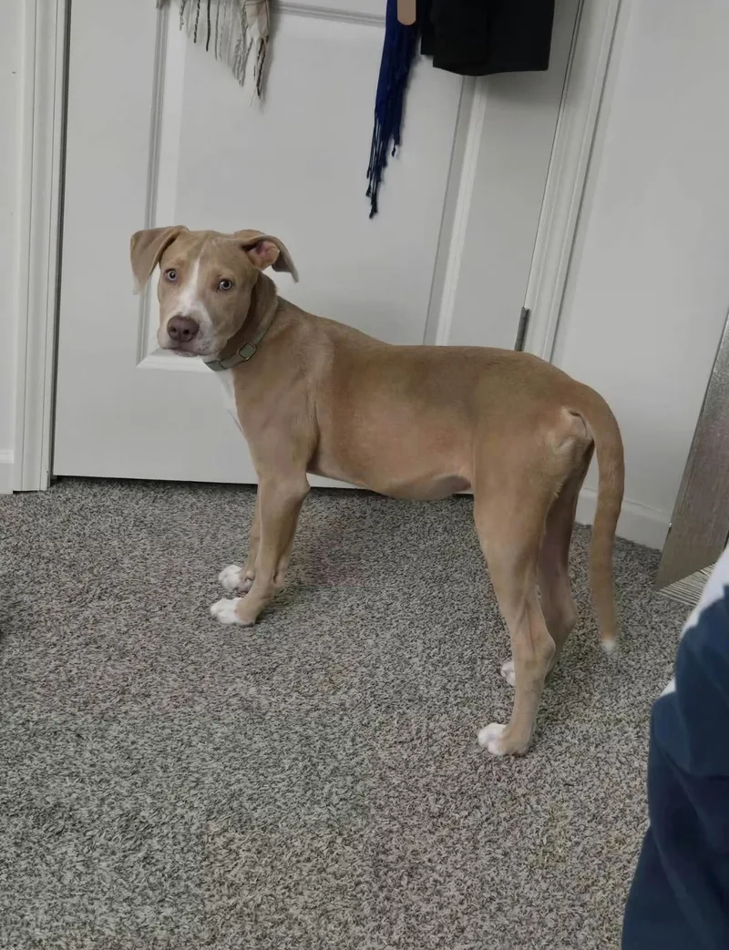 A baby large-sized male Yellow / Tan / Blond / Fawn Labrador Retriever dog named Pogo for adoption in Batesville, AR