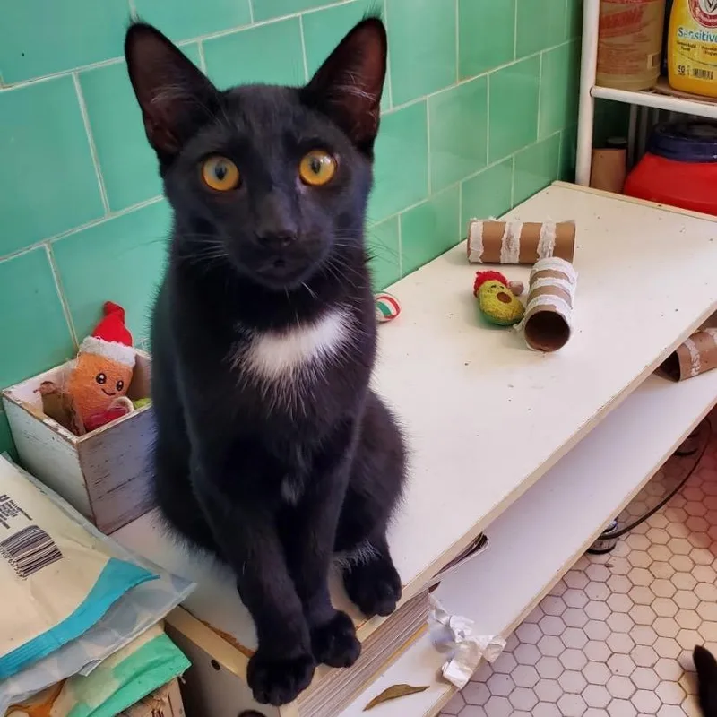 A baby small-sized male Black Domestic Short Hair cat named Thor for adoption in Los Angeles, CA