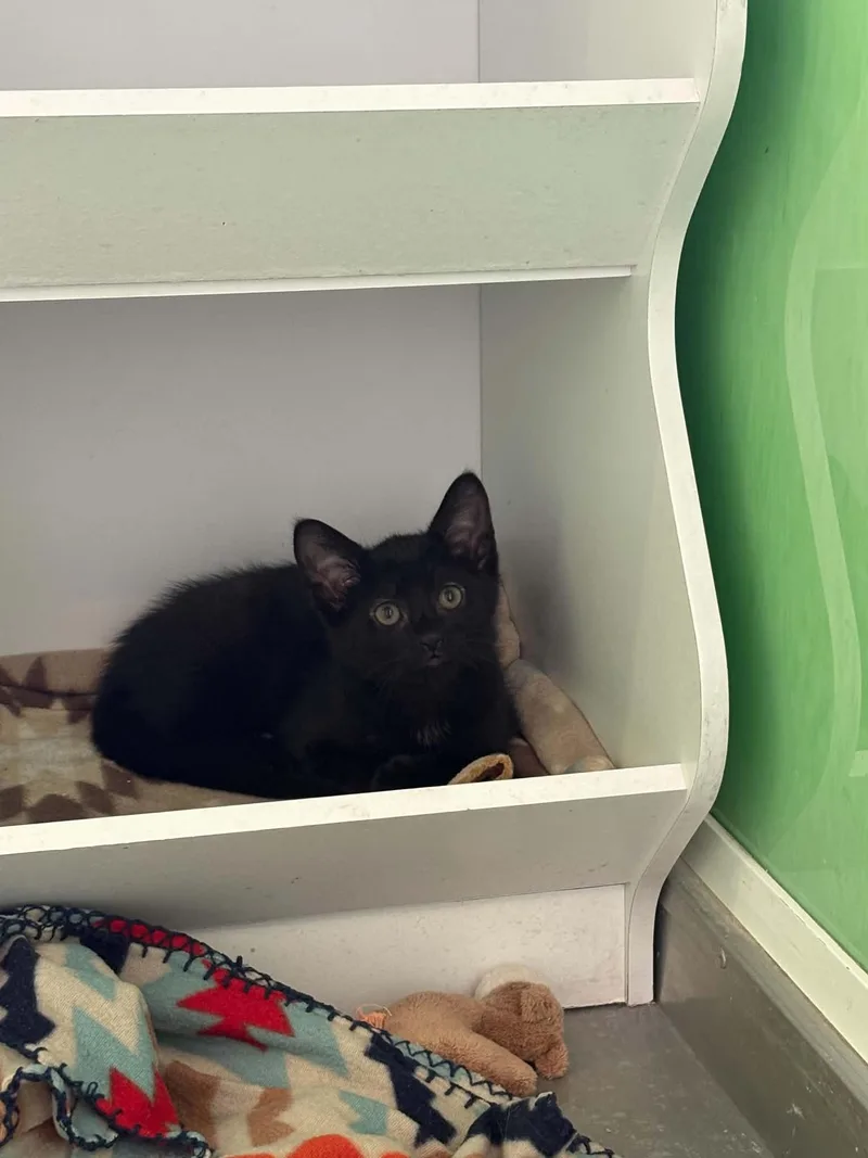 A baby medium-sized male Black American Shorthair cat named Thaddeous for adoption in Barboursville, WV