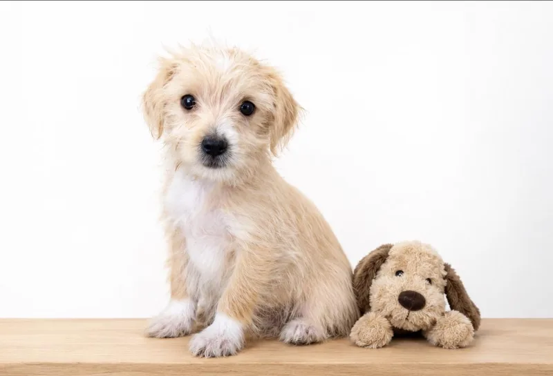 A baby small-sized female Pomeranian dog named Tilly for adoption in Corona, CA