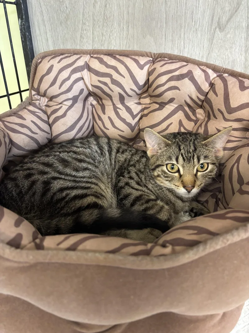 A baby medium-sized male Tabby (Brown / Chocolate) Domestic Short Hair cat named Royal for adoption in Vernon, NJ