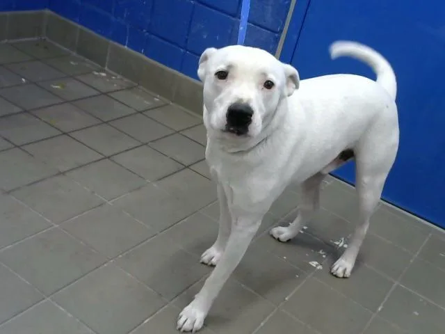 An adult large-sized male Pit Bull Terrier dog named Buddy for adoption in Albuquerque, NM
