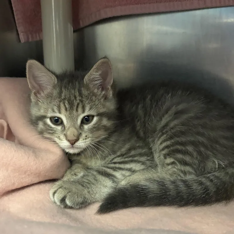 A baby small-sized female Gray / Blue / Silver Domestic Short Hair cat named Thelma for adoption in Springfield, MA
