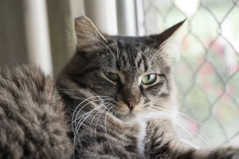 An adult medium-sized male Tabby (Brown / Chocolate) Domestic Long Hair cat named Tuffy for adoption in Boise, ID