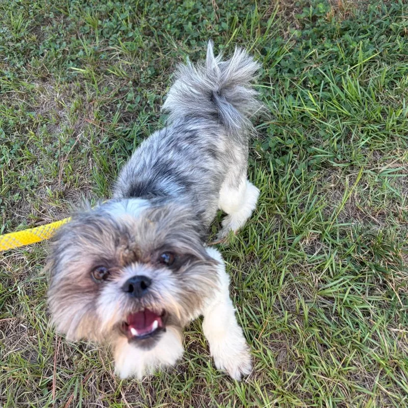An adult small-sized male White / Cream Shih Tzu dog named Coco Collins for adoption in Houston, TX