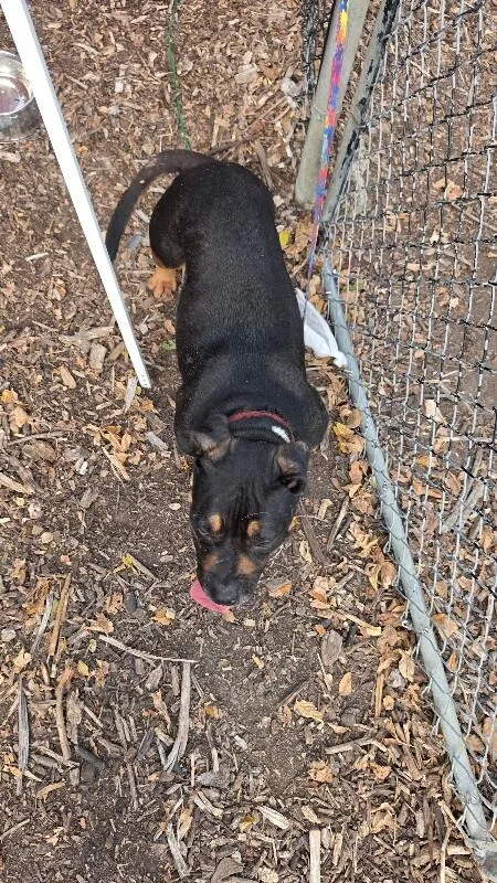 An adult medium-sized female Mixed Breed dog named Sugar for adoption in Cincinnati, OH