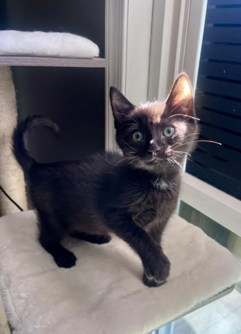 A baby small-sized male Domestic Short Hair cat named Berry for adoption in Hagerstown, MD