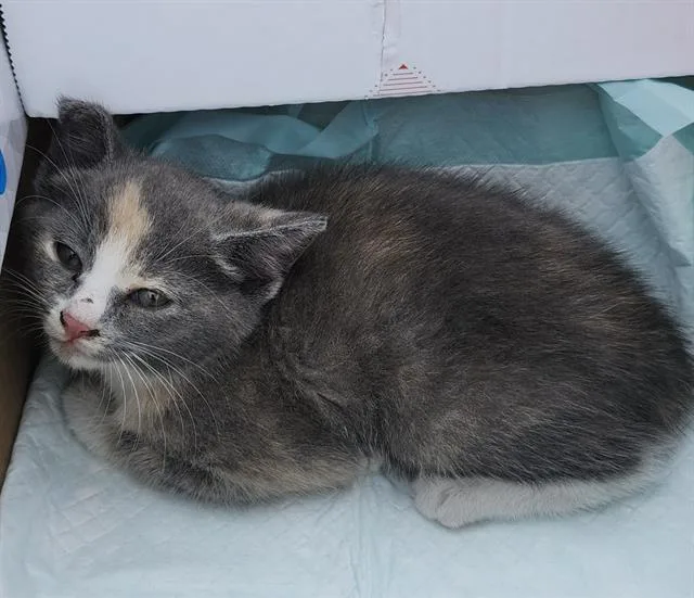 A baby small-sized female Domestic Short Hair cat named Frosty for adoption in San Antonio, TX