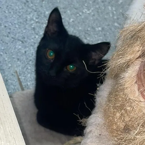 Euphoria thumbnail 3