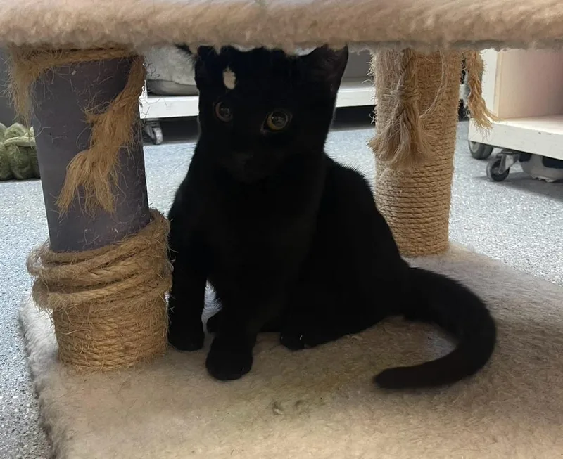 Euphoria thumbnail 4