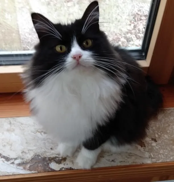 Fairy Talef thumbnail 2