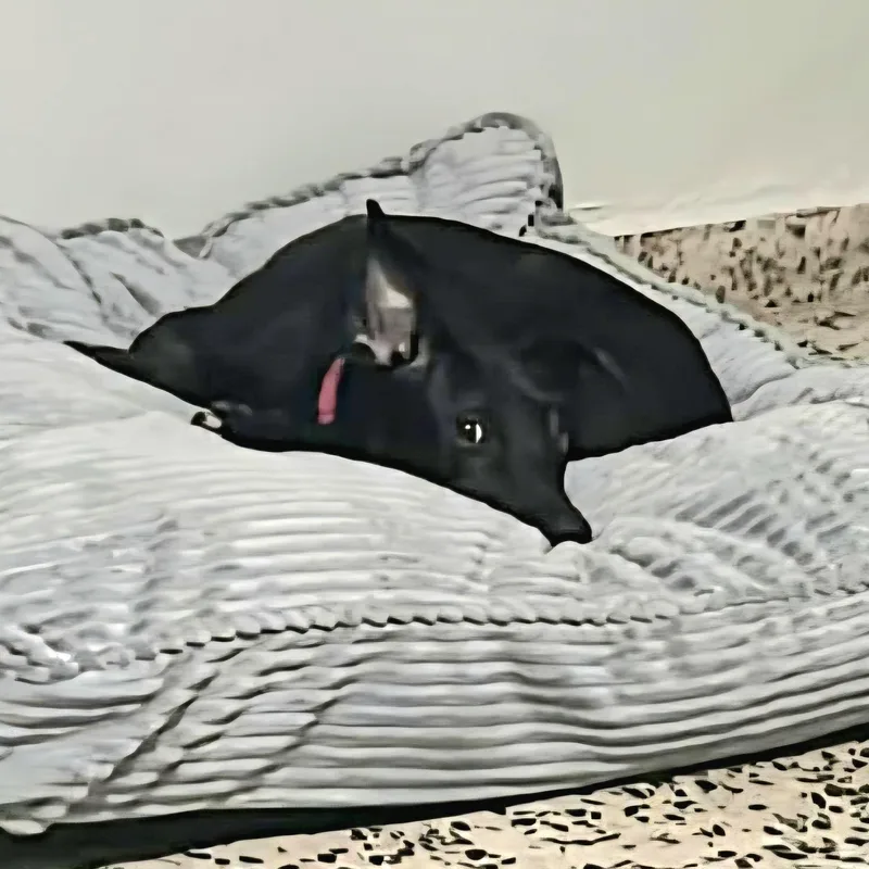 Kira Loira "i Speak thumbnail 4