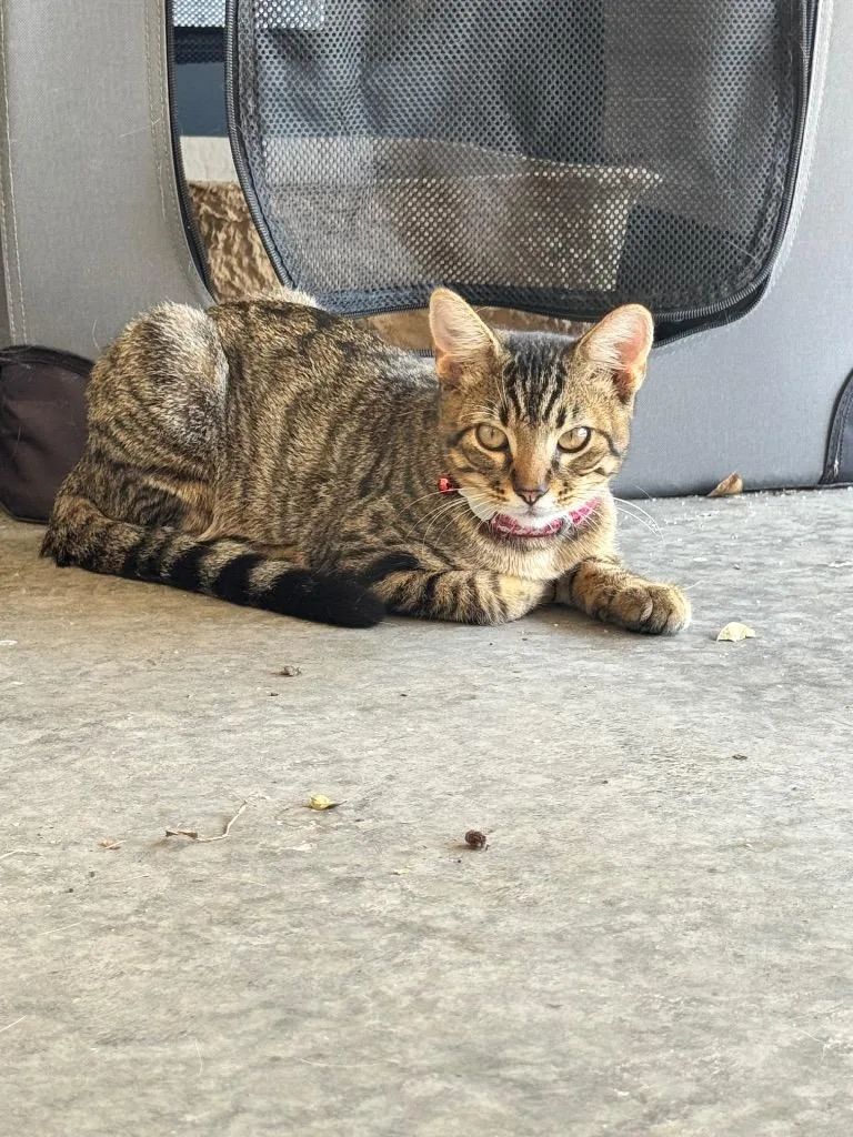 A baby small-sized male Domestic Short Hair cat named Tiger for adoption in Little Rock, AR