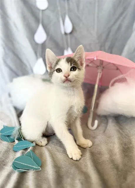 A baby small-sized female Domestic Short Hair cat named Hazy for adoption in Camarillo, CA