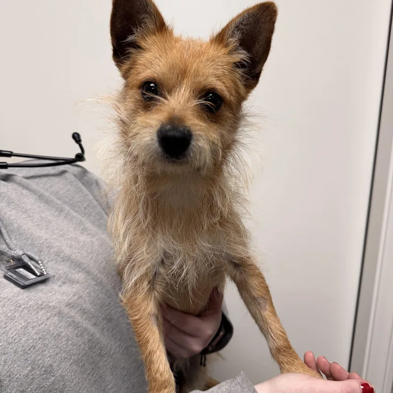 A young small-sized male Terrier dog named Pokémon for adoption in Henderson, NV