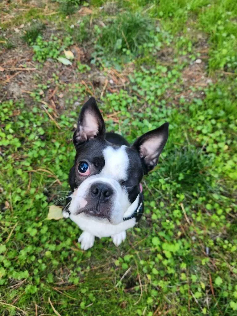 A young small-sized female Boston Terrier dog named Esa for adoption in Seattle, WA