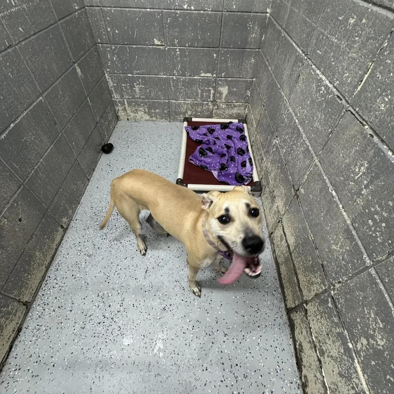 An adult medium-sized female Yellow / Tan / Blond / Fawn Mixed Breed dog named Auburn for adoption in Huntsville, AL