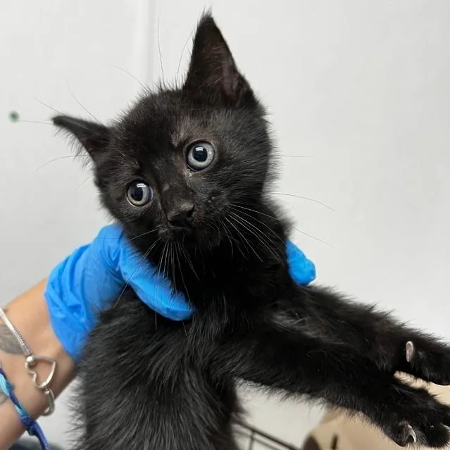 A young large-sized male Black Domestic Short Hair cat named Knight for adoption in Newark, NJ