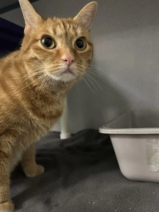 An adult small-sized female Tabby (Orange / Red) Domestic Short Hair cat named Jazmine for adoption in Raleigh, NC
