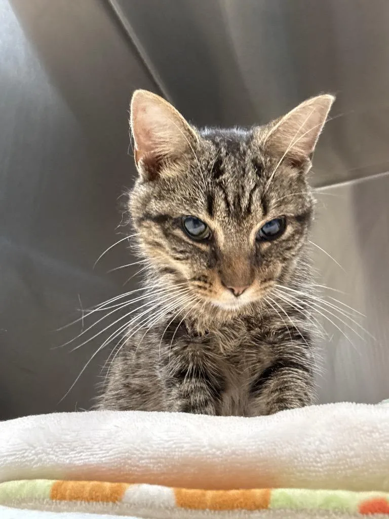 A baby small-sized male Domestic Short Hair cat named Jinx for adoption in Johnson City, TN
