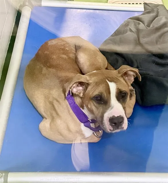An adult medium-sized female Mixed Breed dog named Scarlet for adoption in Dallas, TX