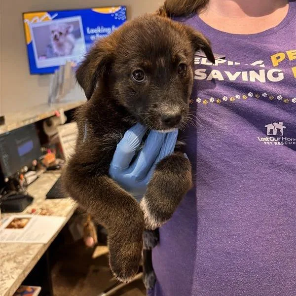 A baby small-sized female Brown / Chocolate Shepherd dog named Penny for adoption in Tempe, AZ