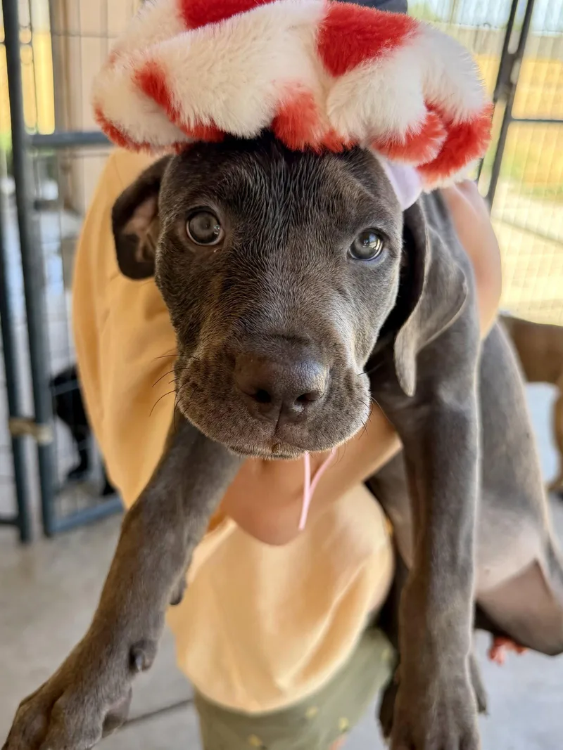 A young medium-sized female Mastiff dog named Savannah for adoption in Glendale, AZ