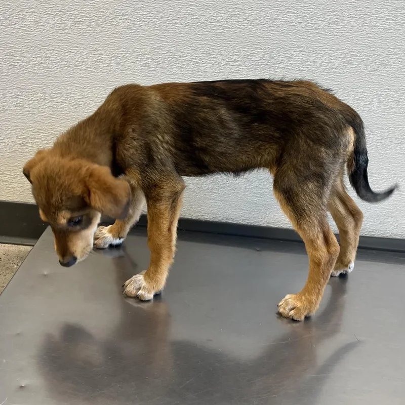A baby medium-sized female Brown / Chocolate Mixed Breed dog named Peony for adoption in Las Cruces, NM