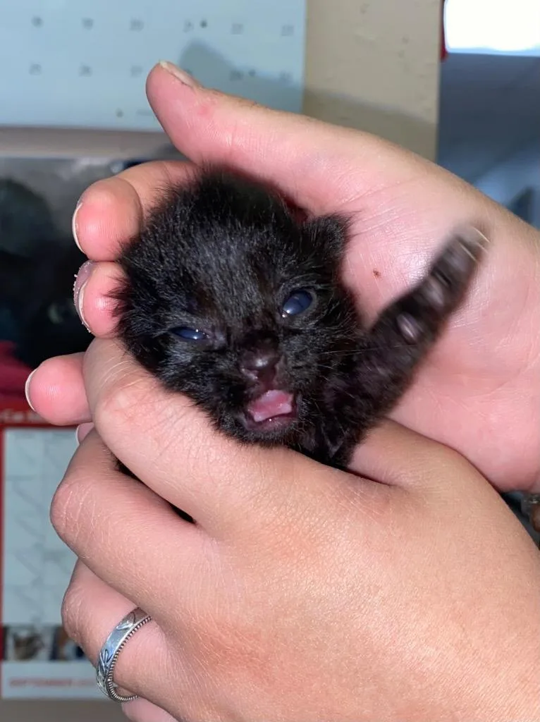 Batmanbinx