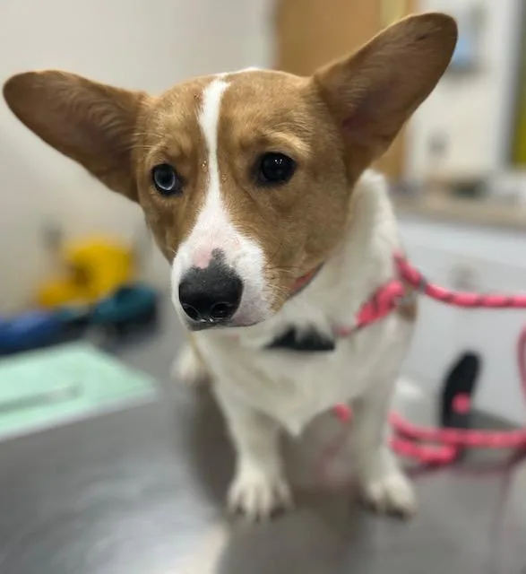 An adult small-sized female Cardigan Welsh Corgi dog named Chahngchahng for adoption in Upper Marlboro, MD