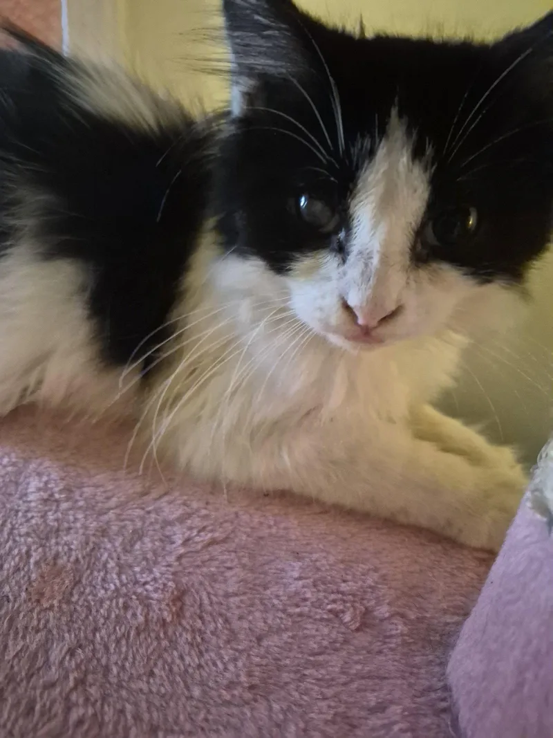 A baby small-sized male Domestic Long Hair cat named C Litter Ramsey for adoption in Livonia, MI