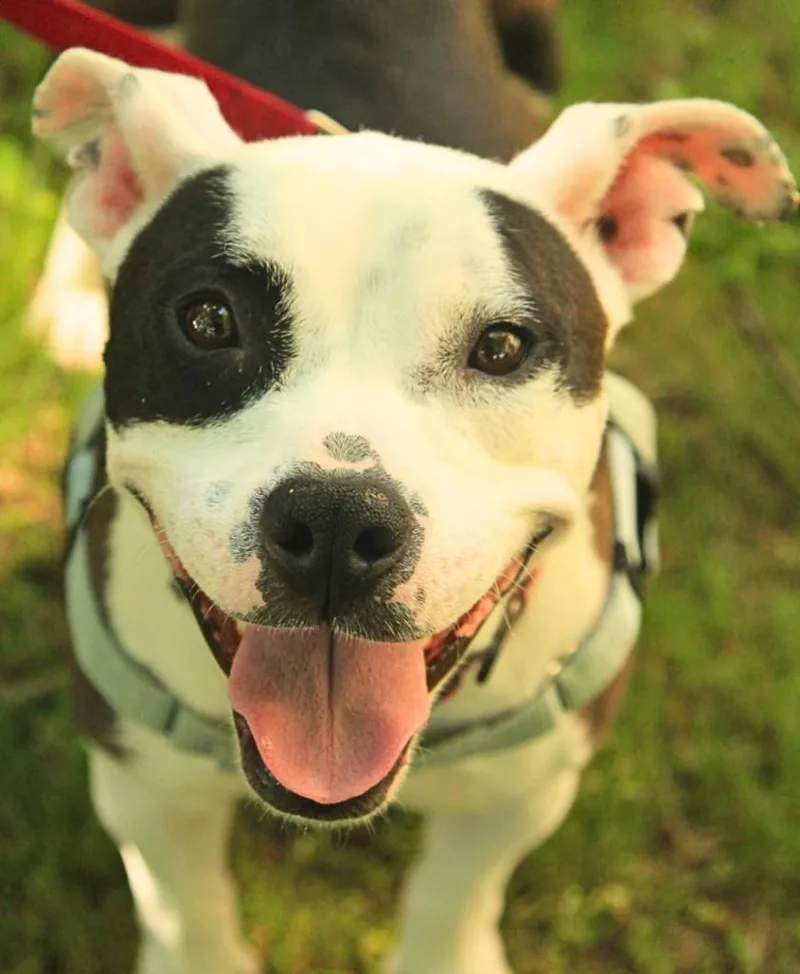 A young large-sized female Pit Bull Terrier dog named Trixie for adoption in Utica, MI