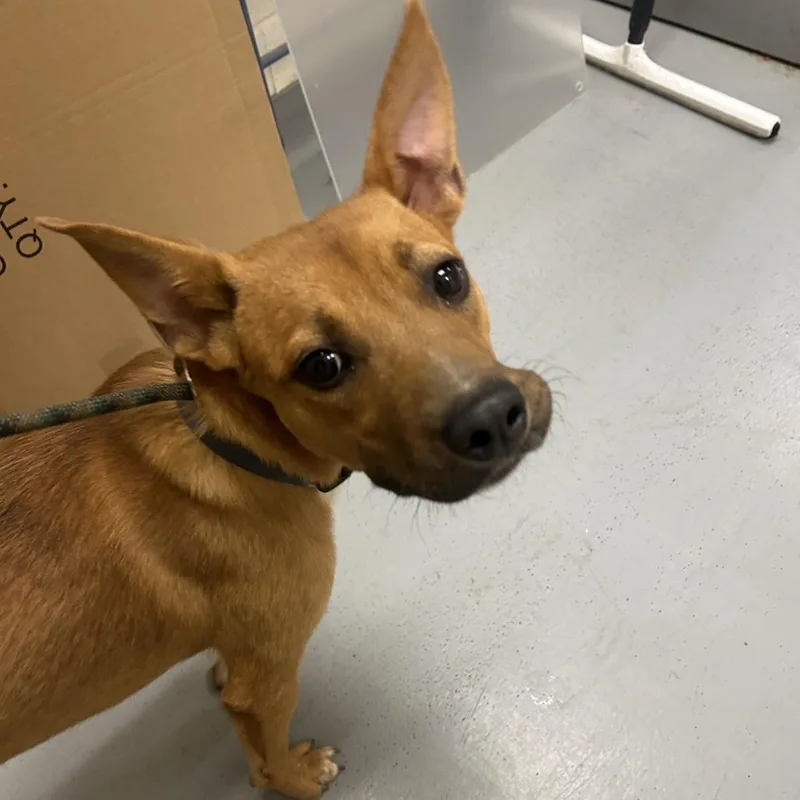 A young small-sized male Brown / Chocolate Mixed Breed dog named Thing for adoption in Asheville, NC