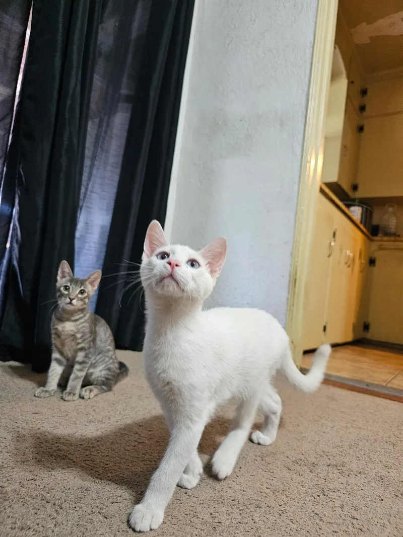 Moon  Super Siamese thumbnail 2