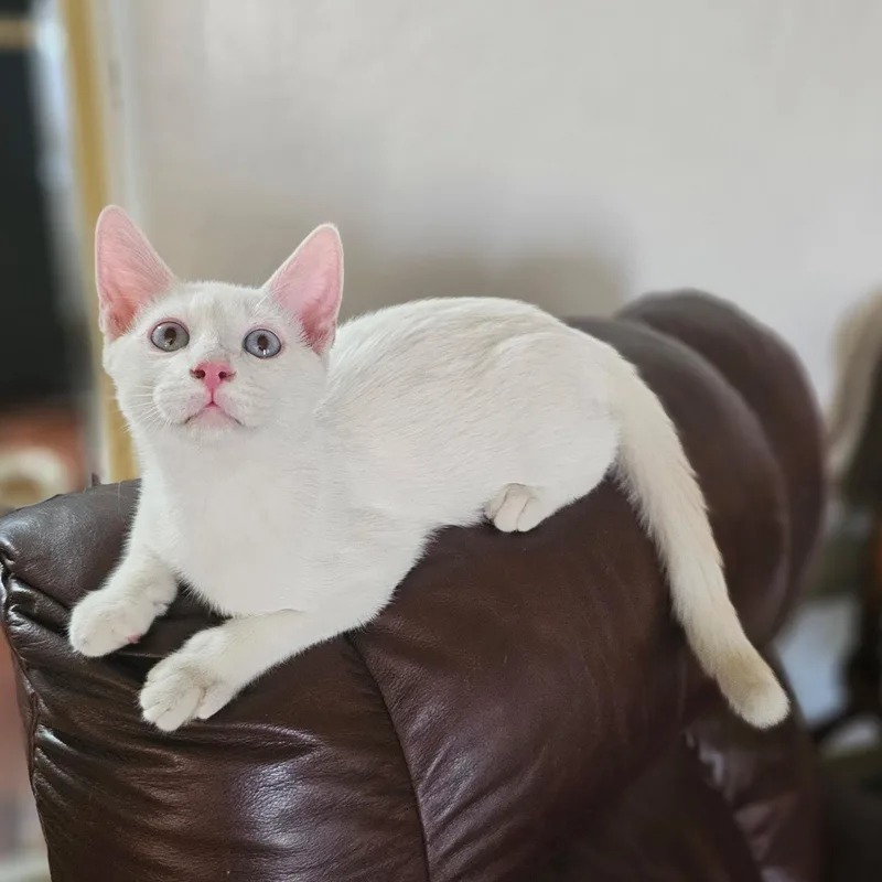 Moon  Super Siamese thumbnail 6