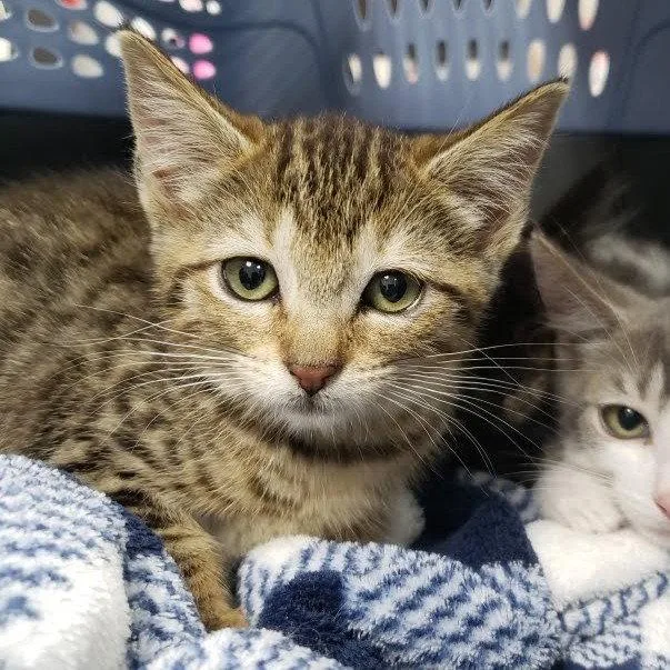 A baby small-sized female Brown / Chocolate Domestic Short Hair cat named Elinwy for adoption in Oakland, CA