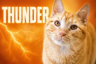 Thunderc thumbnail 3