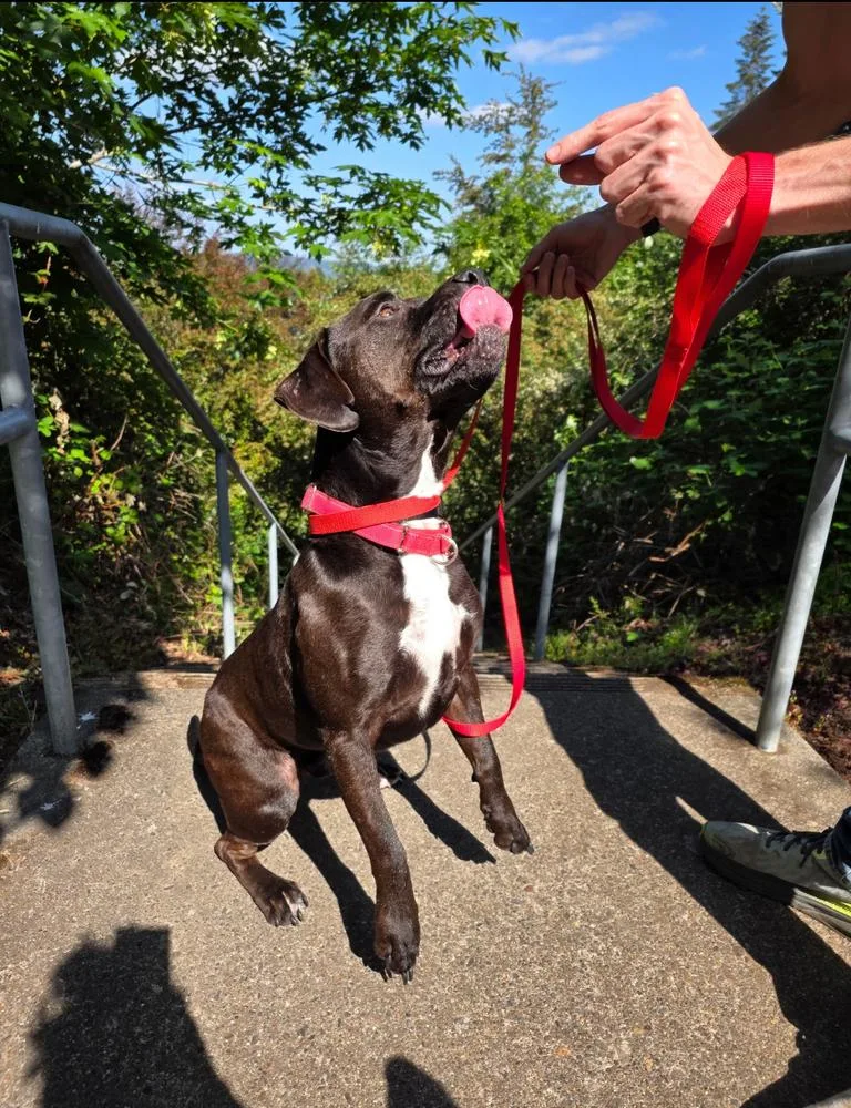An adult large-sized male Black American Bully dog named Atlas for adoption in Portland, OR