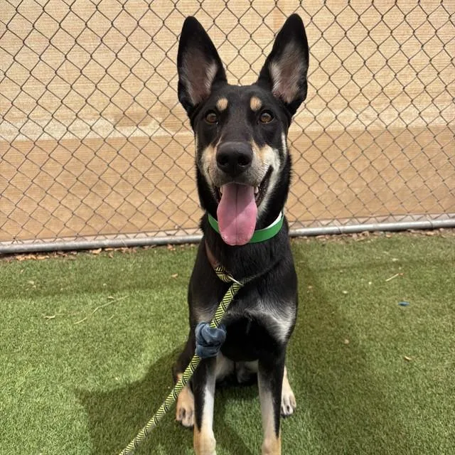 An adult large-sized female Australian Kelpie dog named Hazel for adoption in Mesa, AZ