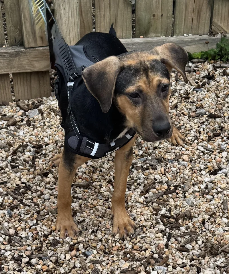 A baby small-sized female Hound dog named Fishstick for adoption in Ellicott City, MD