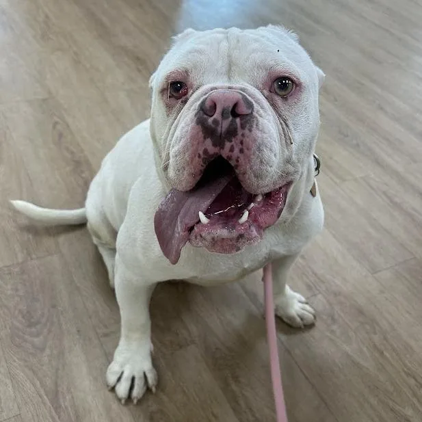 An adult medium-sized male White / Cream English Bulldog dog named Stanley for adoption in Verona, VA