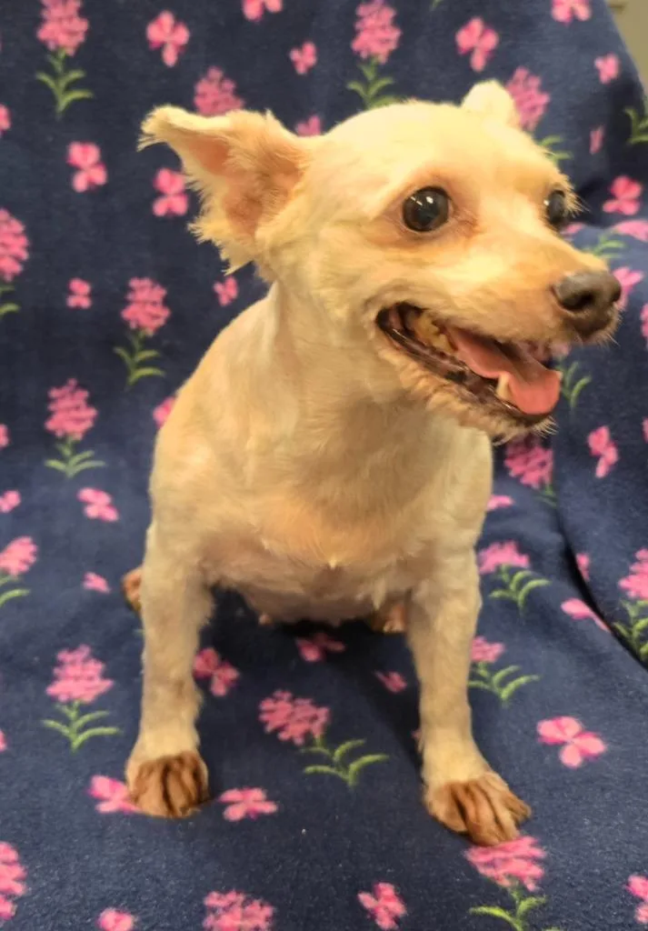 A senior small-sized female Yorkshire Terrier dog named Katie for adoption in Murphysboro, IL