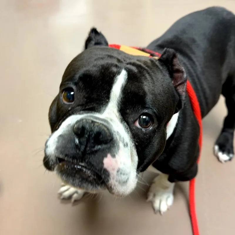 An adult medium-sized female Black Mixed Breed dog named Josephine for adoption in Skokie, IL