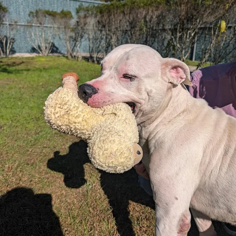 An adult large-sized male Mixed Breed dog named Ghost for adoption in Hendersonville, NC