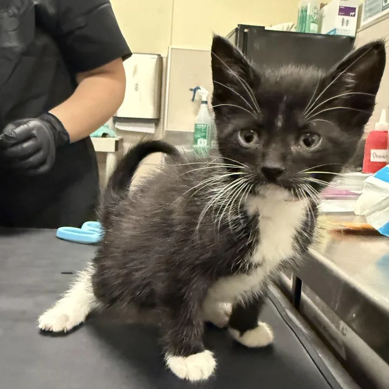 A baby small-sized female Black Domestic Short Hair cat named Lida Bida Boda for adoption in Hinsdale, IL