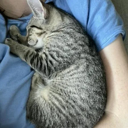A baby medium-sized male Tabby (Brown / Chocolate) Domestic Short Hair cat named Json for adoption in Chattanooga, TN
