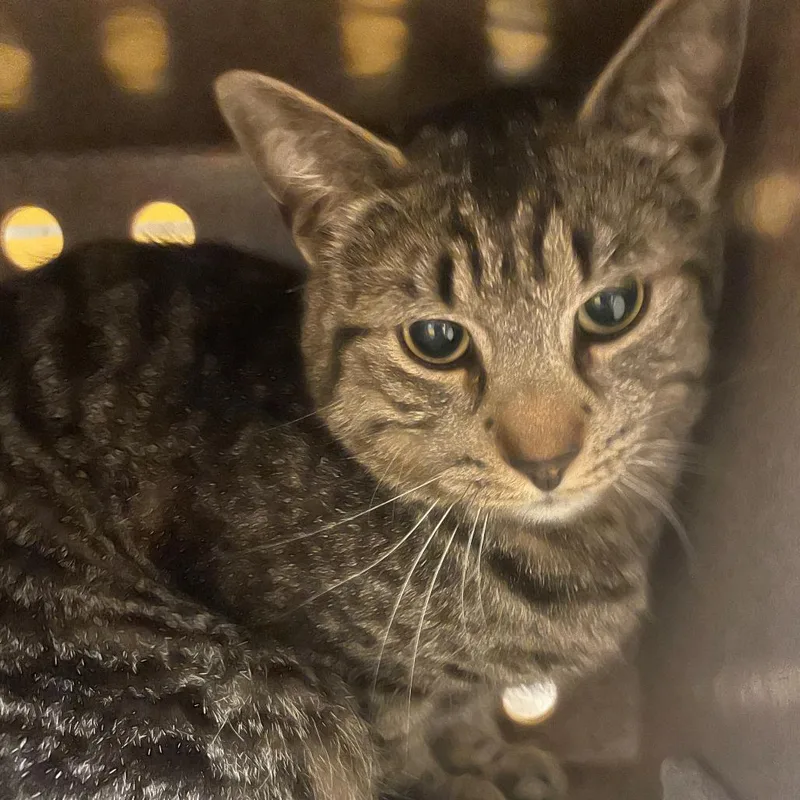 A young medium-sized male Gray / Blue / Silver Domestic Short Hair cat named Mister for adoption in Norman, OK
