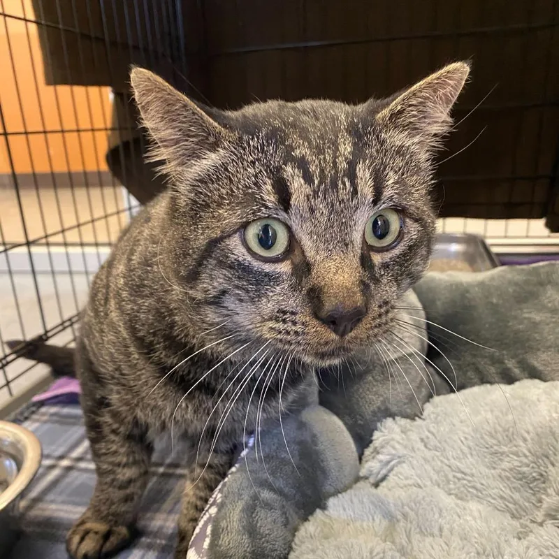 An adult large-sized male Domestic Short Hair cat named Branch for adoption in Rifle, CO