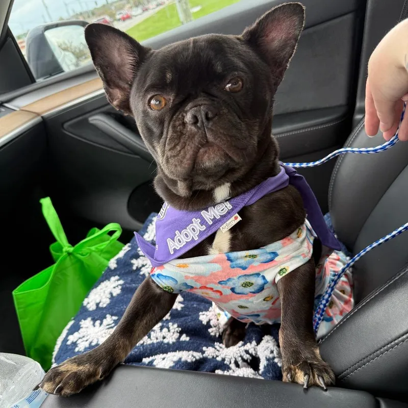 An adult small-sized female French Bulldog dog named Greta for adoption in Prospect, KY