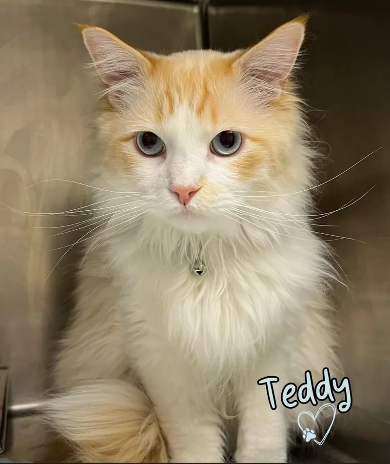 A young large-sized male Domestic Long Hair cat named Leo for adoption in Ogden, UT